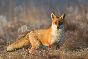 Россиянам объяснили, как вести себя при встрече с рыжими «соседями»