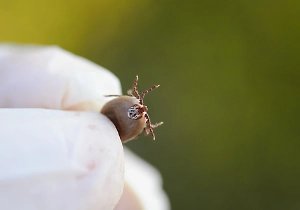 В Центре Гамалеи сообщили о повышенном риске клещевых инфекций в РФ в этом году