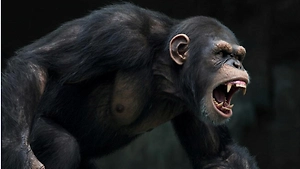 Дикий шимпанзе загрыз трёхмесячного младенца на глазах у матери