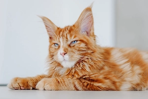 «Мы не смогли его забрать»: Хозяева ищут рыжего мейн-куна Зевса, пропавшего после взрыва в Севастополе
