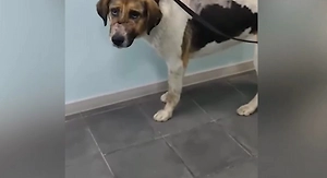 Живодёра с дробовиком ищут в Сочи после массового расстрела бездомных собак