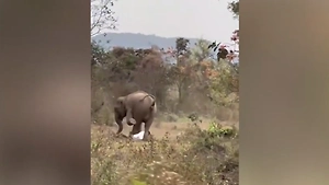 Слон сбил с мотоцикла и растоптал мужчину в Индии — всё попало на видео