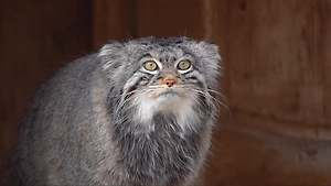 Воскресенье без миски: Манул Тимофей вступил в борьбу с зимними килограммами