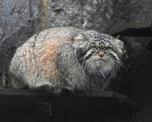 Манул Тимофей остался без финской невесты, у неё уже есть бойфренд на родине