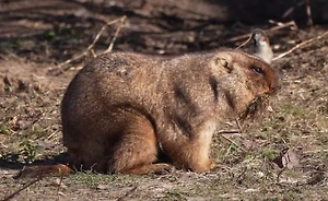 «Бодрые и отдохнувшие»: В Московском зоопарке проснулись байбаки
