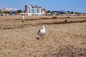 Попова: Прогревание песка на пляжах Анапы не навредит здоровью человека