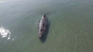 Горбатый кит вернулся к отмели в Балтийском море, откуда его спасали четыре дня