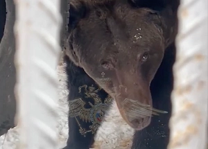 Незаконный «мини-зоопарк» из львов, медведей и леопарда обнаружили у жителя Новой Москвы