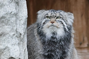 «Подберём лучше»: В СФ осудили Польшу за отказ дать манулу Тимофею невесту и «животную» русофобию