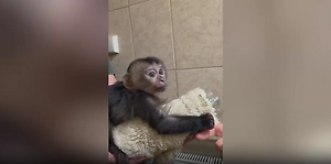 В Петербурге выкармливают вандеру, которого, как японского Панча, бросила мать