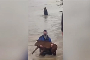 В Дагестане жители выносят телят из воды на руках из-за наводнения
