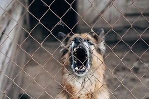 Суд в Ленобласти обязал выплатить 1,2 млн рублей изуродованной собакой девочке