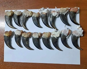 Иностранец пытался вывезти из России 16 когтей медведя, полученных «в подарок» от друга