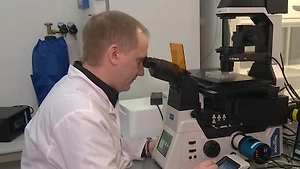 Российские онкологи научились выращивать клетки-киллеры, убивающие рак 