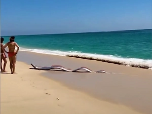 Двух «рыб Судного дня» выбросило на берег в Мексике, но туристки спасли мир от катастрофы