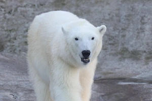 «Это не товар»: Московский зоопарк категорически отказался меняться животными с Японией