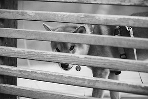 Ошейники с током калечат психику собак, предупредил кинолог