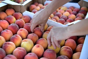 Россиян предупредили о подорожании фруктов и овощей из Ирана на 60%