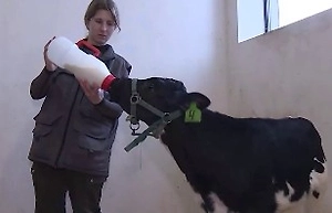 В Петербурге из пробирки родился телёнок Протос с идеальными генами