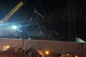 Автомобилистка сбила краснокнижного амурского тигра в Приморье