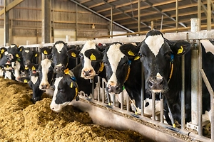 В Сибири вынуждены массово забивать скот из-за эпидемии пастереллёза