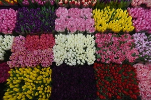 Как выбрать свежие цветы на 8 Марта: советы флористов