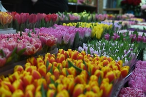 Россиянам рассказали, как «продлить жизнь» букету тюльпанов на 8 Марта