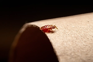  От Анапы до Сочи: Клопы-вонючки терроризируют жителей Кубани