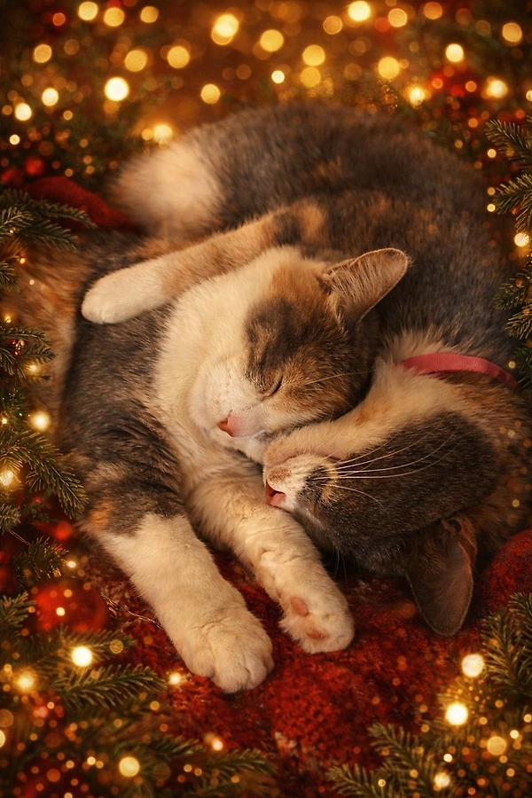 Life.ru публикует поздравления с Новым годом от любимых питомцев