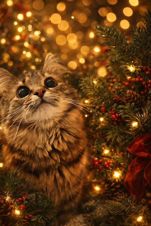 Life.ru публикует поздравления с Новым годом от любимых питомцев