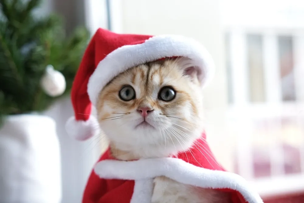 2 января отмечается Новый мяу-год у кошек. Фото © Shutterstock