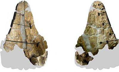 Череп: вид сверху; верхняя челюсть