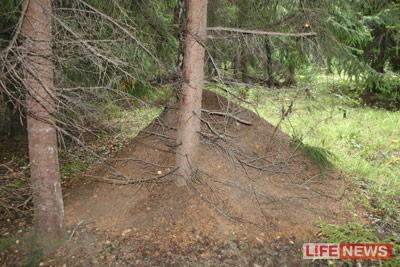 По мнению специалистов, муравьи строят огромные дома, чтобы уберечься от лесных пожаров
