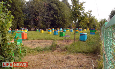 Пасека в Медыни - особая гордость Лужкова