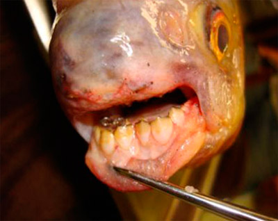 %D0%A0%D1%8B%D0%B1%D0%B0%20%D1%83%D0%BC%D0%B5%D0%BB%D0%BE%20%D0%BE%D1%80%D1%83%D0%B4%D0%BE%D0%B2%D0%B0%D0%BB%D0%B0%20%D1%81%D0%B2%D0%BE%D0%B8%D0%BC%D0%B8%20%D0%BE%D1%81%D1%82%D1%80%D1%8B%D0%BC%D0%B8%20%D0%B7%D1%83%D0%B1%D0%B0%D0%BC%D0%B8