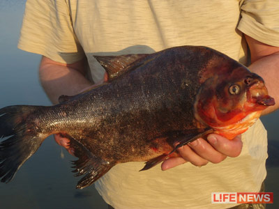 %D0%9D%D0%B0%20%D1%83%D0%B4%D0%BE%D1%87%D0%BA%D1%83%20%D0%BA%D0%BB%D1%8E%D0%BD%D1%83%D0%BB%D0%B0%20%D0%BF%D0%B8%D1%80%D0%B0%D0%BD%D1%8C%D1%8F%20%D0%B2%D0%B5%D1%81%D0%BE%D0%BC%20%D0%B2%20%D0%B4%D0%B2%D0%B0%20%D1%81%20%D0%BF%D0%BE%D0%BB%D0%BE%D0%B2%D0%B8%D0%BD%D0%BE%D0%B9%20%D0%BA%D0%B8%D0%BB%D0%BE%D0%B3%D1%80%D0%B0%D0%BC%D0%BC%D0%B0