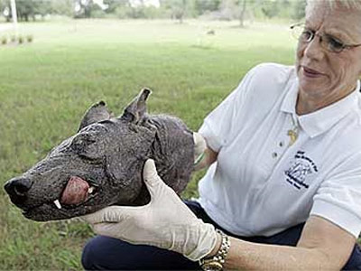 %D0%98%D0%BD%D0%BE%D1%81%D1%82%D1%80%D0%B0%D0%BD%D0%BD%D1%8B%D0%B5%20%D1%83%D1%87%D0%B5%D0%BD%D1%8B%D0%B5%20%D0%BD%D0%B5%20%D1%80%D0%B0%D0%B7%20%D0%BD%D0%B0%D1%85%D0%BE%D0%B4%D0%B8%D0%BB%D0%B8%20%D0%BE%D1%81%D1%82%D0%B0%D0%BD%D0%BA%D0%B8%20%D0%BD%D0%B5%D0%B8%D0%B7%D0%B2%D0%B5%D1%81%D1%82%D0%BD%D0%BE%D0%B3%D0%BE%20%D0%B7%D0%B2%D0%B5%D1%80%D1%8F%20-%20%D1%87%D1%83%D0%BF%D0%B0%D0%BA%D0%B0%D0%B1%D1%80%D1%8B