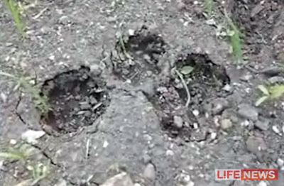 %D0%A1%D0%BB%D0%B5%D0%B4%D1%8B%20%D0%B7%D0%B2%D0%B5%D1%80%D1%8F%20%D0%BD%D0%B0%D0%BF%D0%BE%D0%BC%D0%B8%D0%BD%D0%B0%D1%8E%D1%82%20%D1%81%D0%BB%D0%B5%D0%B4%D1%8B%20%D0%BE%D0%B3%D1%80%D0%BE%D0%BC%D0%BD%D0%BE%D0%B9%20%D1%81%D0%BE%D0%B1%D0%B0%D0%BA%D0%B8