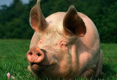 %D0%91%D0%BE%D0%BB%D1%8C%D0%BD%D1%8B%D0%B5%20%D1%81%D0%BC%D0%BE%D0%B3%D1%83%D1%82%20%D0%B2%D1%8B%D1%80%D0%B0%D1%81%D1%82%D0%B8%D1%82%D1%8C%20%D0%B8%D0%BD%D0%B4%D0%B8%D0%B2%D0%B8%D0%B4%D1%83%D0%B0%D0%BB%D1%8C%D0%BD%D1%83%D1%8E%20%D1%81%D0%B2%D0%B8%D0%BD%D1%8C%D1%8E%20%D1%81%20%D0%BF%D0%BE%D0%B4%D1%85%D0%BE%D0%B4%D1%8F%D1%89%D0%B8%D0%BC%D0%B8%20%D0%BE%D1%80%D0%B3%D0%B0%D0%BD%D0%B0%D0%BC%D0%B8