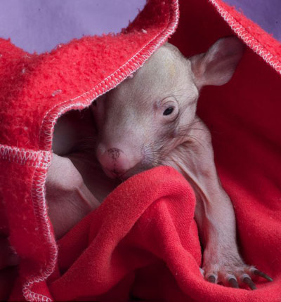 %D0%9D%D0%B5%D1%81%D1%87%D0%B0%D1%81%D1%82%D0%BD%D1%8B%D0%B9%20%D0%B4%D0%B5%D1%82%D0%B5%D0%BD%D1%8B%D1%88%20%D0%BE%D1%81%D1%82%D0%B0%D0%BB%D1%81%D1%8F%20%D0%BE%D0%B4%D0%B8%D0%BD%20%D0%B8%20%D0%B1%D0%B5%D0%B7%20%D1%88%D0%B5%D1%80%D1%81%D1%82%D0%B8%20(%D1%84%D0%BE%D1%82%D0%BE%20%D1%81%20%D1%81%D0%B0%D0%B9%D1%82%D0%B0%20thesun.co.uk)