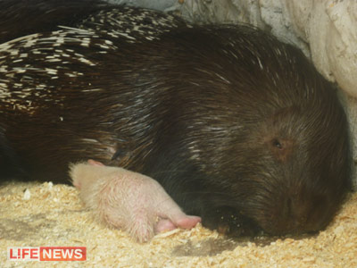 %D0%9D%D0%B0%20%D0%BB%D1%83%D1%87%D1%88%D1%83%D1%8E%20%D0%BA%D0%BB%D0%B8%D1%87%D0%BA%D1%83%20%D0%B4%D0%BB%D1%8F%20%D0%BD%D0%BE%D0%B2%D0%BE%D1%80%D0%BE%D0%B6%D0%B4%D0%B5%D0%BD%D0%BD%D0%BE%D0%B3%D0%BE%20%D0%BE%D0%B1%D1%8A%D1%8F%D0%B2%D0%BB%D0%B5%D0%BD%20%D0%BA%D0%BE%D0%BD%D0%BA%D1%83%D1%80%D1%81