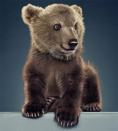 %D0%9C%D0%B5%D0%B4%D0%B2%D0%B5%D0%B6%D0%B0%D1%82%D0%B0%D0%BC%20%D0%BF%D0%BE%D0%BD%D1%80%D0%B0%D0%B2%D0%B8%D0%BB%D0%BE%D1%81%D1%8C%20%D1%84%D0%BE%D1%82%D0%BE%D0%B3%D1%80%D0%B0%D1%84%D0%B8%D1%80%D0%BE%D0%B2%D0%B0%D1%82%D1%8C%D1%81%D1%8F%20(%D1%84%D0%BE%D1%82%D0%BE%20%D1%81%20%D1%81%D0%B0%D0%B9%D1%82%D0%B0%20thesun.co.uk)