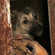 %D0%9F%D0%B5%D1%81%20%D0%BF%D0%BE%20%D0%BA%D0%BB%D0%B8%D1%87%D0%BA%D0%B5%20%D0%9C%D0%B0%D0%BB%D1%8B%D1%88