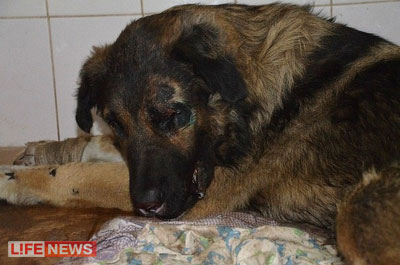 %D0%9F%D0%BE%D1%81%D0%BB%D0%B5%20%D0%B8%D0%B7%D0%B4%D0%B5%D0%B2%D0%B0%D1%82%D0%B5%D0%BB%D1%8C%D1%81%D1%82%D0%B2%20%D0%9B%D0%B0%D0%BA%D0%B8%20%D0%BF%D1%80%D0%BE%D1%82%D1%8F%D0%BD%D1%83%D0%BB%20%D0%B2%D1%81%D0%B5%D0%B3%D0%BE%20%D0%B4%D0%B2%D0%B0%20%D0%B4%D0%BD%D1%8F