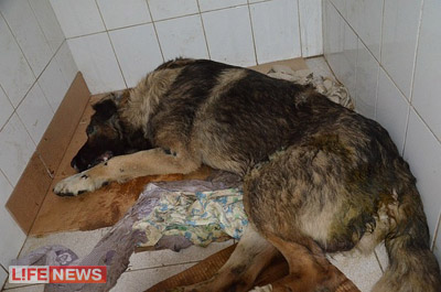 %D0%A1%D0%B5%D1%80%D0%B4%D1%86%D0%B5%20%D0%9B%D0%B0%D0%BA%D0%B8%20%D0%BE%D1%81%D1%82%D0%B0%D0%BD%D0%BE%D0%B2%D0%B8%D0%BB%D0%BE%D1%81%D1%8C%20%D1%81%D0%BF%D1%83%D1%81%D1%82%D1%8F%20%D0%B4%D0%B2%D0%B0%20%D0%B4%D0%BD%D1%8F%20%D0%BF%D0%BE%D1%81%D0%BB%D0%B5%20%D1%82%D1%80%D0%B0%D0%B3%D0%B5%D0%B4%D0%B8%D0%B8