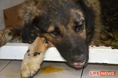 %D0%97%D0%B0%20%D0%BD%D0%B5%D1%81%D1%87%D0%B0%D1%81%D1%82%D0%BD%D1%83%D1%8E%20%D1%81%D0%BE%D0%B1%D0%B0%D0%BA%D1%83%20%D0%B2%D1%81%D1%82%D1%83%D0%BF%D0%B8%D0%BB%D0%B8%D1%81%D1%8C%20%D0%B6%D0%B8%D1%82%D0%B5%D0%BB%D0%B8%20%D1%81%D0%B5%D0%BB%D0%B0%20%D0%B2%20%D0%A2%D0%B0%D0%BC%D0%B1%D0%BE%D0%B2%D1%81%D0%BA%D0%BE%D0%B9%20%D0%BE%D0%B1%D0%BB%D0%B0%D1%81%D1%82%D0%B8