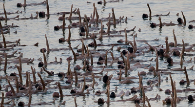 %D0%9D%D1%83%D0%B4%D0%B8%D1%81%D1%82%D1%8B%20%22%D0%B4%D1%80%D0%B5%D0%B9%D1%84%D1%83%D1%8E%D1%82%22%20%D0%BD%D0%B0%20%D0%BF%D0%BE%D0%B2%D0%B5%D1%80%D1%85%D0%BD%D0%BE%D1%81%D1%82%D0%B8%20%D1%81%D0%B0%D0%BC%D0%BE%D0%B3%D0%BE%20%D1%81%D0%BE%D0%BB%D0%B5%D0%BD%D0%BE%D0%B3%D0%BE%20%D0%BC%D0%BE%D1%80%D1%8F%20%D0%B2%20%D0%BC%D0%B8%D1%80%D0%B5