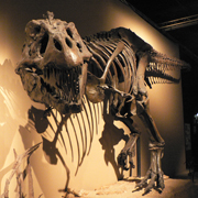 %D0%A1%D0%BA%D0%B5%D0%BB%D0%B5%D1%82%20%D1%82%D0%B8%D1%80%D0%B0%D0%BD%D0%BE%D0%B7%D0%B0%D0%B2%D1%80%D0%B0