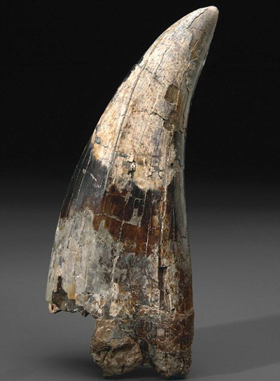 %D0%97%D1%83%D0%B1%20%D0%BA%D1%80%D1%83%D0%BF%D0%BD%D0%B5%D0%B9%D1%88%D0%B5%D0%B3%D0%BE%20%D1%85%D0%B8%D1%89%D0%BD%D0%B8%D0%BA%D0%B0%20%D0%B4%D1%80%D0%B5%D0%B2%D0%BD%D0%BE%D1%81%D1%82%D0%B8%20-%20%D1%82%D0%B8%D1%80%D0%B0%D0%BD%D0%BE%D0%B7%D0%B0%D0%B2%D1%80%D0%B0