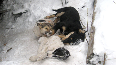 %D0%A1%D0%BE%D0%B1%D0%B0%D0%BA%D0%B8%20%D1%83%D0%BC%D0%B8%D1%80%D0%B0%D1%8E%D1%82%20%D0%B2%20%D1%81%D1%82%D1%80%D0%B0%D1%88%D0%BD%D1%8B%D1%85%20%D0%BC%D1%83%D0%BA%D0%B0%D1%85